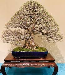 If you notice new growthstarting in the late winter or early spring then the trees will need sun,usually more than they are getting in their winter storage area. Feed Your Bonsai They Don T Survive On Water Light And Love Alone Bonsai Bark