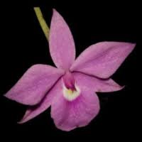 Image result for Eulophia stachyodes