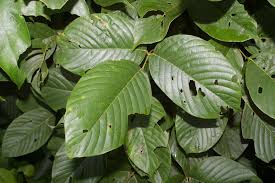 Image result for Macropsychanthus