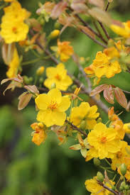 Image result for Ochna