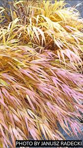 Image result for hakonechloa macra nicolas