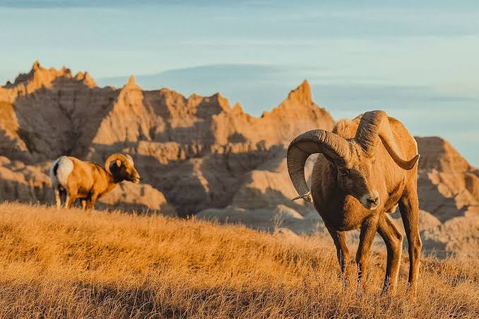 5 Rare and Exciting Species of Wildlife You Can Find in South Dakota's  Badlands