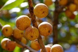 Image result for Uapaca