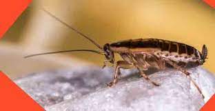 Fortunately, all in one pest control & termites can provide effective bed bug treatment so we work in the west and north of melbourne, offering pest control and termite inspection for melbourne residential and commercial buildings. Pest Control Hoppers Crossing Bye Bye To Bed Bugs 0488 851 646