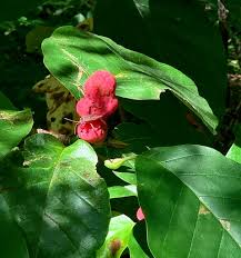 Image result for Dasylepis eggelingii