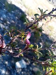 Image result for Kotschya