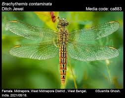 Image result for Lotononis brachyantha