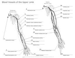 Circulatory System Diagram Cardiovascular System And Blood