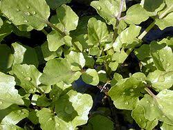 Image result for Nasturtium microphyllum