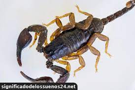 Significado De Sonar Con Alacranes Ten Cuidado