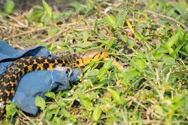 We did not find results for: Beautiful Yellow Snake With Black Spots Coming Out Of It S Hide Stock Photo Picture And Royalty Free Image Image 69697198