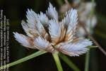 Image result for Cyperus obtusiflorus
