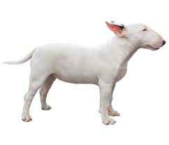 Miniature Bull Terrier Dog Breed Facts And Information