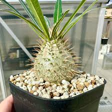 パキポディウム・グラキリスの実生1年間の記録＋花が咲くまでの記録 | Bizarre Plants Fan | あちゃちゃい