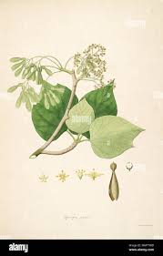 Image result for Hernandiaceae