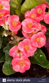 The fungus is most active when temperatures are 62 to 72 °f and conditions are moist. Red Pink Flowers Of Crown Of Thorns Euphorbia Milii Aka Christ Plant Or Christ Thorn Stock Photo Alamy
