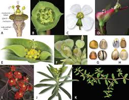 Image result for Euphorbia glanduligera