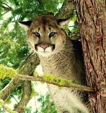 Image Detail For Images Zion National Park Fauna 10636 Big Cats Wild Cats Beautiful Cats