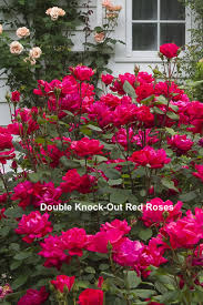 The result is a red hybrid kordesii rose that produces large blooms that have a somewhat mild fragrance. Hardy Roses The Best Selections Haute House Studio