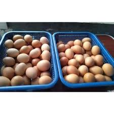Kami adalah salah satu produsen telur ayam yang menjual telur ayam dari peternakan ayam petelur. Jual Telur Ayam Murah Harga Grosir Blibli Com
