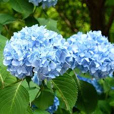 Image result for Hydrangea