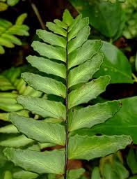 Image result for Adiantum
