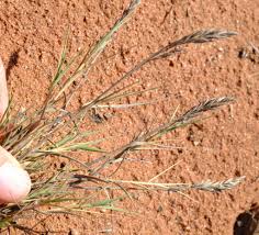 Image result for Odyssea paucinervis