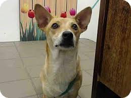 Looking for riyadh pet adoption? Albuquerque Nm Cardigan Welsh Corgi Mix Meet Brindle A Dog For Adoption Http Www Adoptapet Com Pet 1 Welsh Corgi Mix Cardigan Welsh Corgi Puppies Corgi