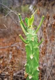 Image result for Monadenium pedunculatum