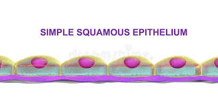 Describe the histological characteristics of the layers comprising each. Mesothelium Stock Illustrations 18 Mesothelium Stock Illustrations Vectors Clipart Dreamstime