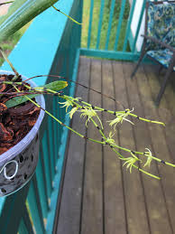 Image result for Angraecum calceolus