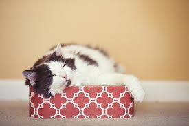 Due to having a wide gene pool, the domestic long hair is not predisposed to any ailments brought on by heredity. Domestic Longhair Cat Facts Aspca Pet Health Insurance