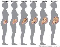 8 Pregnancy Tummy Growth Chart Belly Silhouette Month By