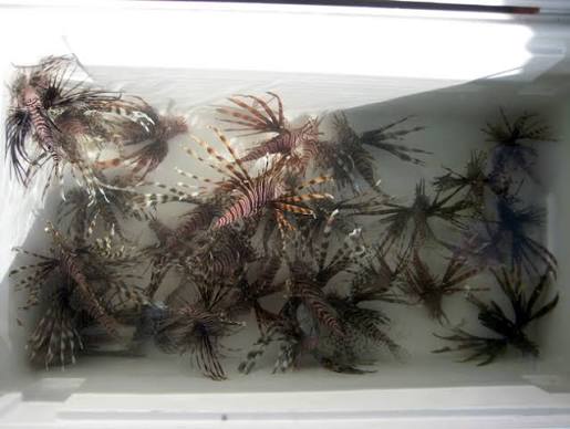 Kill them! Eat them! - Florida Sportsman