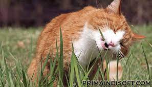 Kucing memakan rumput merupakan kebiasaan aneh kucing untuk mengeluarkan parasit usus. Tahukah Kamu Kucing Makan Rumput Loh Blog Primaindisoft