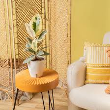 Image result for Ficus tesselata