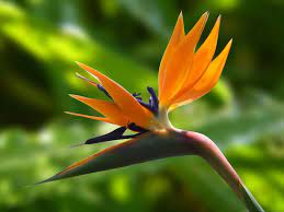 Check spelling or type a new query. Top 10 Most Beautiful Flowers In The World The Mysterious World