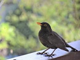 Mehr unter, wie lernen vögel fliegen. Amsel Aussehen Lebensraum Nahrung Brutverhalten