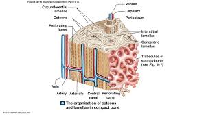 We did not find results for: 6 4 Compact Bone And Spongy Bone Ppt Download