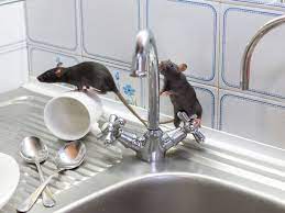 Bagaimanakah cara jangkitan dan rawatan untuk penyakit kencing tikus? Awas Ini 7 Penyakit Yang Disebabkan Oleh Tikus