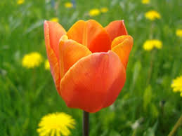 Hundreds of years of hybridizing and selection have produced great improvements—larger tulip flowers and variation in color and form unrivaled in horticulture. How To Force Tulips To Bloom Indoors In The Winter How Tos Diy