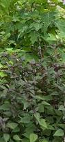 Image result for Abutilon englerianum
