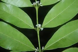 Image result for Craterispermum