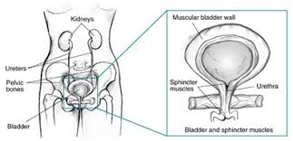 Urinary Incontinence In Women Symptoms Causes Treatment