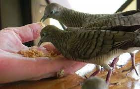 Selain pakan, hal yang harus diperhatikan adalah pemberian vitamin burung perkutut cepat bertelur. Makanan Burung Perkutut Agar Cepat Gacor Atau Rajin Berbunyi Kicaumania Net