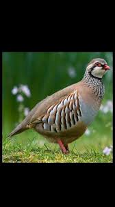 Partridge Keklik Guzel Kuslar Hayvanlar Kus