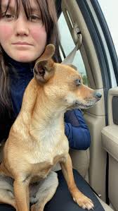 Who does this dog belong to in Corinda?