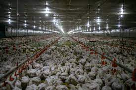 New Innovations In Chicken Farming Ensure Faster Roi – Agriculture Monthly