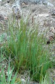 Image result for Avenella flexuosa