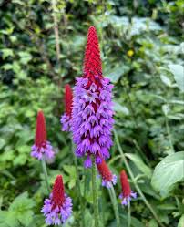 Image result for Primulaceae